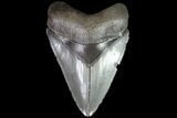 Serrated, Fossil Megalodon Tooth - Georgia #83935-1